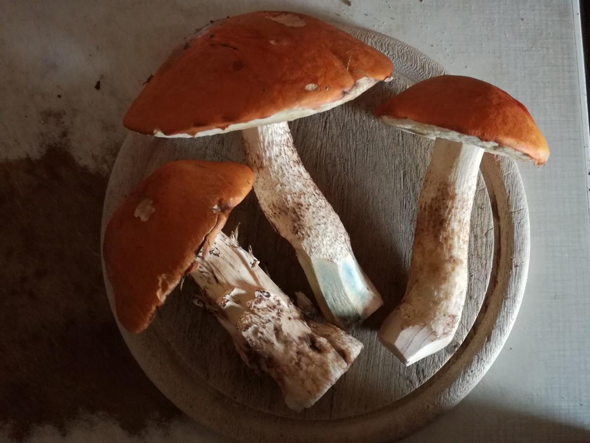 Horni Plana Konuk evi Dış mekan fotoğraf