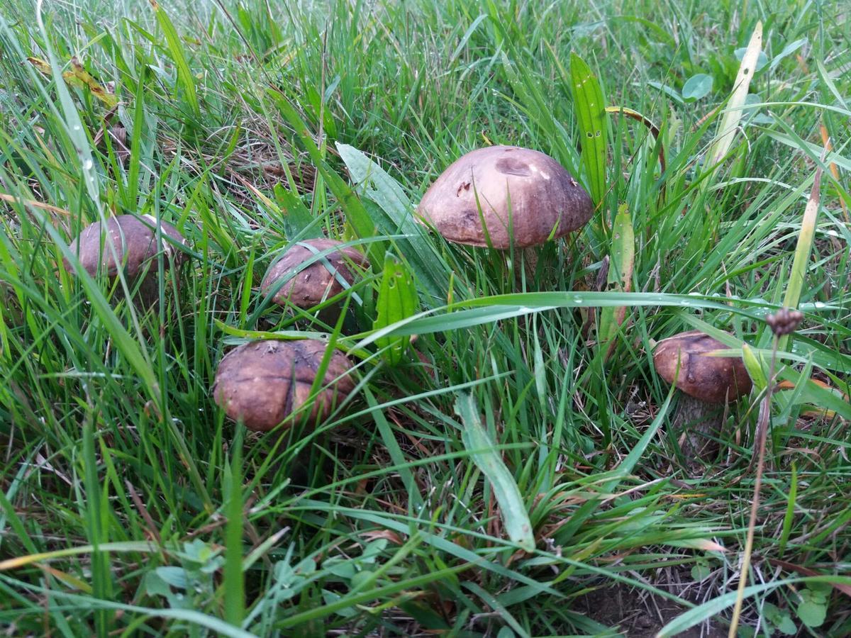 Horni Plana Konuk evi Dış mekan fotoğraf